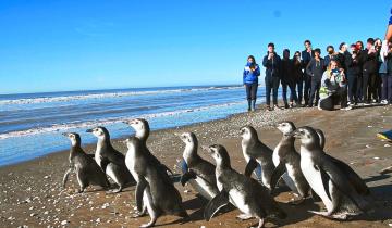 Imagen de Costa Atlántica: el hostigamiento de turistas y mascotas, entre las principales amenazas de la fauna marina durante 2024