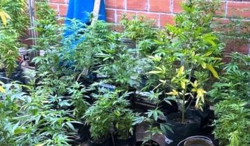 Imagen de Partido de La Costa: allanaron una vivienda por amenazas y terminaron deteniendo a una pareja por tener 500 plantas de marihuana