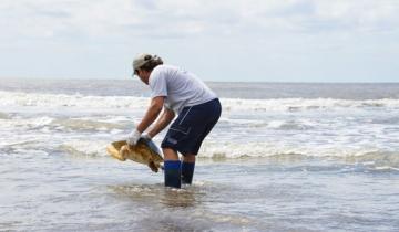 Imagen de El emocionante regreso al mar de dos tortugas cabezonas en San Clemente del Tuyú