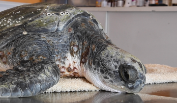 Imagen de San Clemente del Tuyú: así fue la rehabilitación y el regreso al mar de una tortuga rescatada con un grave cuadro de hipotermia