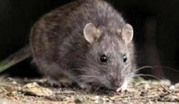 Imagen de Confirman un caso positivo de hantavirus en Pinamar: la mujer ya fue dada de alta