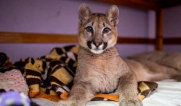 Imagen de Rescataron a un puma de una vivienda en el barrio de Mataderos