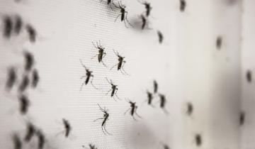 Imagen de Las lluvias generaron una nueva invasión de mosquitos en la Costa Atlántica