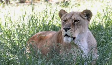 Imagen de Liberarán a dos leones del zoo de La Plata