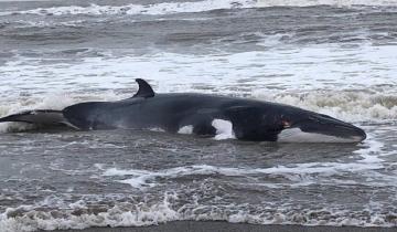Imagen de Video: una ballena murió encallada en la costa de Villa Gesell