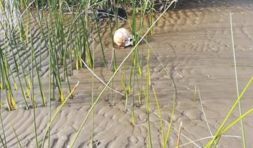 Imagen de Amplio operativo: encontraron restos humanos en una playa de Punta Lara