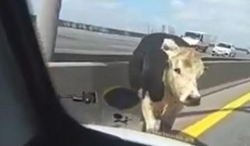 Imagen de Pánico por una vaca suelta que se paseó por la Autopista Buenos Aires-La Plata