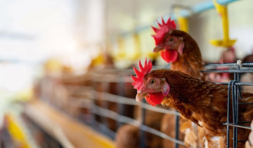 Imagen de La Provincia: detectan otros dos casos de gripe aviar en distritos bonaerenses
