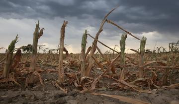 Imagen de Sequía: el gobierno bonaerense amplía las medidas para apoyar al sector agropecuario