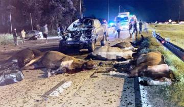 Imagen de Tragedia en la Provincia: un muerto y un herido de gravedad tras el choque de 3 autos con una tropilla de 20 caballos