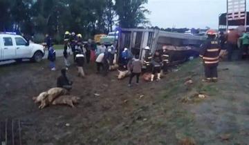 Imagen de Volcó camión con cerdos y fueron carneados por los vecinos