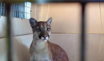 Imagen de Valeria del Mar: rescatan un cachorro de puma que era mantenido como mascota