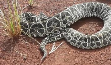 Imagen de Serpiente Yarará ¿Qué hacer y qué no hacer ante una mordedura?