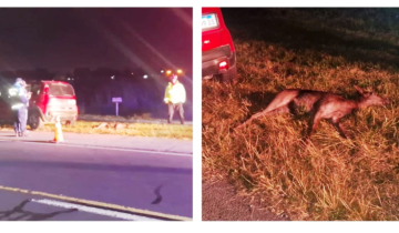 Imagen de Ruta 11: tras el accidente con un puma, ahora un auto embistió y mató un ciervo