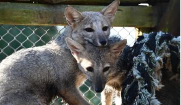 Imagen de San Clemente del Tuyú: así fue el regreso de dos zorros pampeanos rehabilitados a su hábitat natural