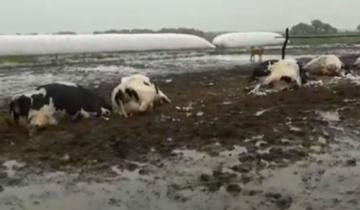 Imagen de Un rayo mató más de veinte vacas lecheras en Santa Fe