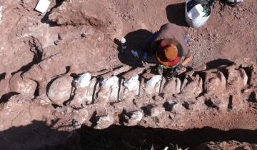 Imagen de Hallan restos de un nuevo dinosaurio en Argentina y podría ser el más grande de la historia