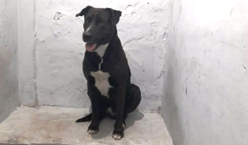 Imagen de Mar del Plata: vecinos denunciaron a una mujer por mantener relaciones sexuales con su perro