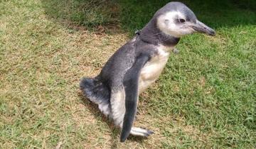 Imagen de Tenían un pingüino de Miramar en su casa de Santa Rosa de Calamuchita