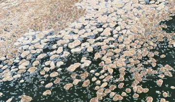 Imagen de Mar del Plata: una extensa y extraña “mancha” marrón apareció en el mar