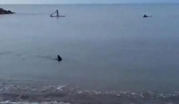 Imagen de Alerta en Santa Clara del Mar: apareció un tiburón nadando cerca de la orilla