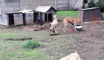 Imagen de General Madariaga: el Municipio cierra el refugio de animales a raíz de la situación económica