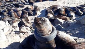 Imagen de Mar del Plata: un lobo marino quedó atorado con un neumático