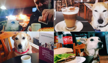 Imagen de La historia de un perrito que "atiende" un bar y acompaña a los clientes mientras comen algo rico