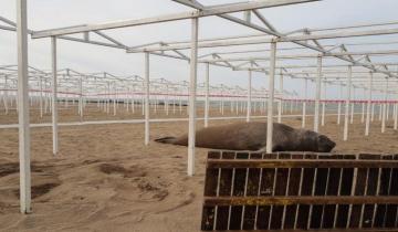 Imagen de Un elefante marino que apareció en una playa de Mar del Plata fue rescatado por los bomberos