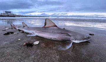 Imagen de Mar del Plata: sorpresa por la inusual aparición de un tiburón muerto en la playa