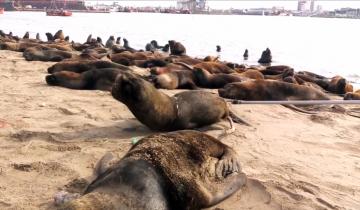 Imagen de El desesperante momento en el que un lobo marino intenta sacarse un plástico del cuello