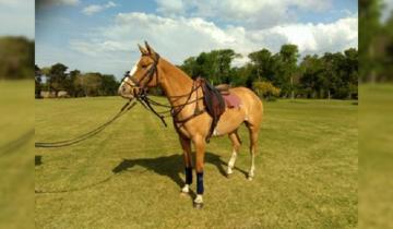 Imagen de Se robaron dos yeguas de un campo en Coronel Vidal: las buscan intensamente