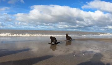 Imagen de San Clemente del Tuyú: devolvieron al mar a cuatro lobos marinos