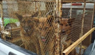 Imagen de Fuerte multa al dueño de los perros que atacaron a dos mujeres en Mar del Plata