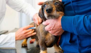 Imagen de Día del Veterinario: por qué se celebra el 6 de agosto en Argentina