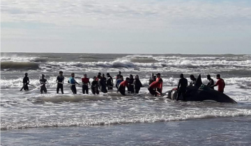 Imagen de Misterio e inquietud por la sucesión de orcas varadas en la costa bonaerense