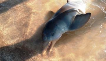 Imagen de Pinamar: rescatan en un delicado estado a un delfín bebé en las playas de Cariló