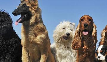 Imagen de El Hospital Móvil Veterinario llega a San Clemente y Las Toninas