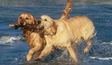 Imagen de Tres perros atacaron a una mujer mientras corría por la playa