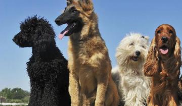 Imagen de Cuáles son las razas de perros más populares de cada continente