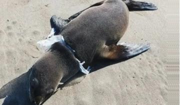 Imagen de Costa Atlántica: aparecieron varios animales marinos en las playas, cómo deben actuar las personas ante esta situación