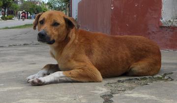 Imagen de Crueldad sin límites: donaron alimento envenenado a refugios y mataron más de 20 perros