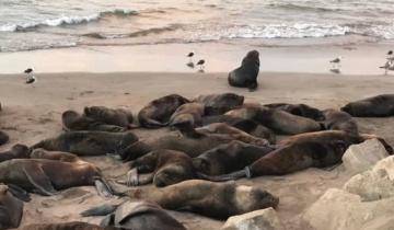 Imagen de En Mar del Plata rescataron a un lobo marino atrapado con cinta de embalar