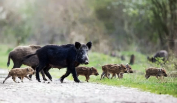 Imagen de Cómo afecta a la Región la plaga de jabalíes europeos