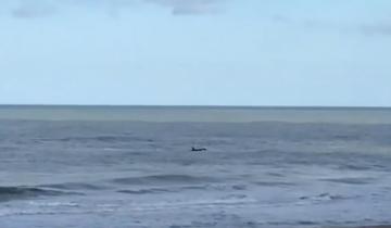 Imagen de Video: mirá la sorpresiva visita de dos orcas a las playas de Pinamar