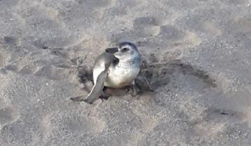 Imagen de Villa Gesell: rescatan a un pingüino en mal estado y lo ayudan a recuperarse