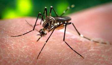 Imagen de La Provincia: aún no hay brotes de dengue, pero crecen los casos en estudio