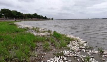 Imagen de Chascomús: aparecieron miles de peces muertos en la laguna