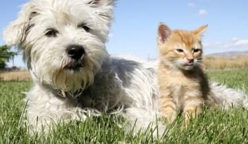 Imagen de Advierten sobre la necesidad de vacunar mascotas a raíz de un caso de rabia en la Región