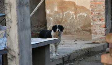 Imagen de La Provincia: un hombre murió de un infarto y sus dos perros lo devoraron